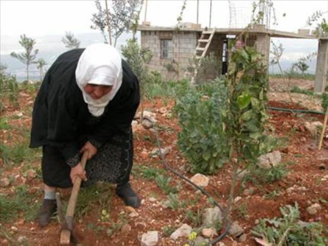 زعيمهم كان ياخذ نص المحصول واليوم المحصول كلّو.