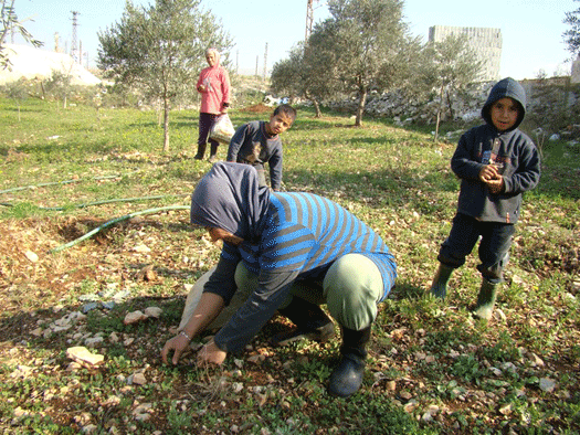  موسم «السليقا».. خير الأرض من خير السما