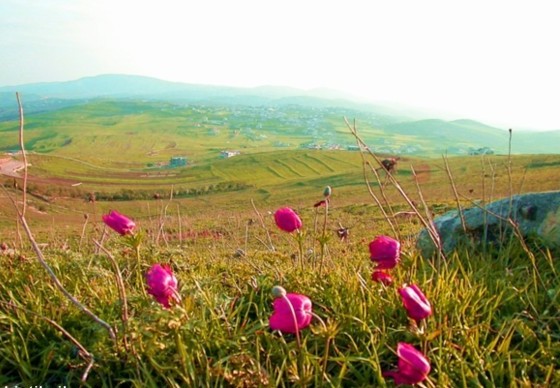 هل قوة لبنان في ضعفه؟