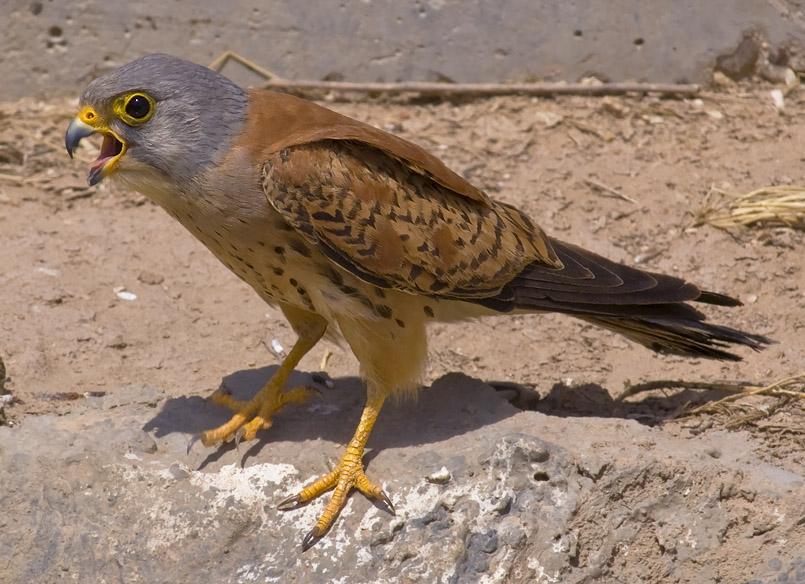 الباشق طائر أليف، وصديق محبّ