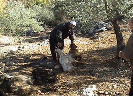 الراعي عبود يرفع رؤوس الماعز النافقة