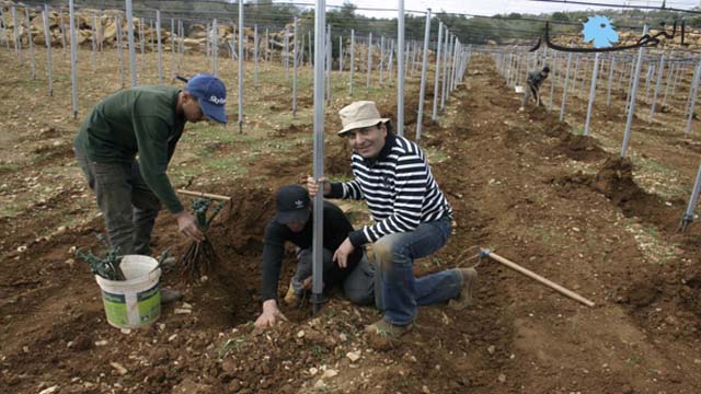 الدكتور بسيط أثناء غرس الكرمة.