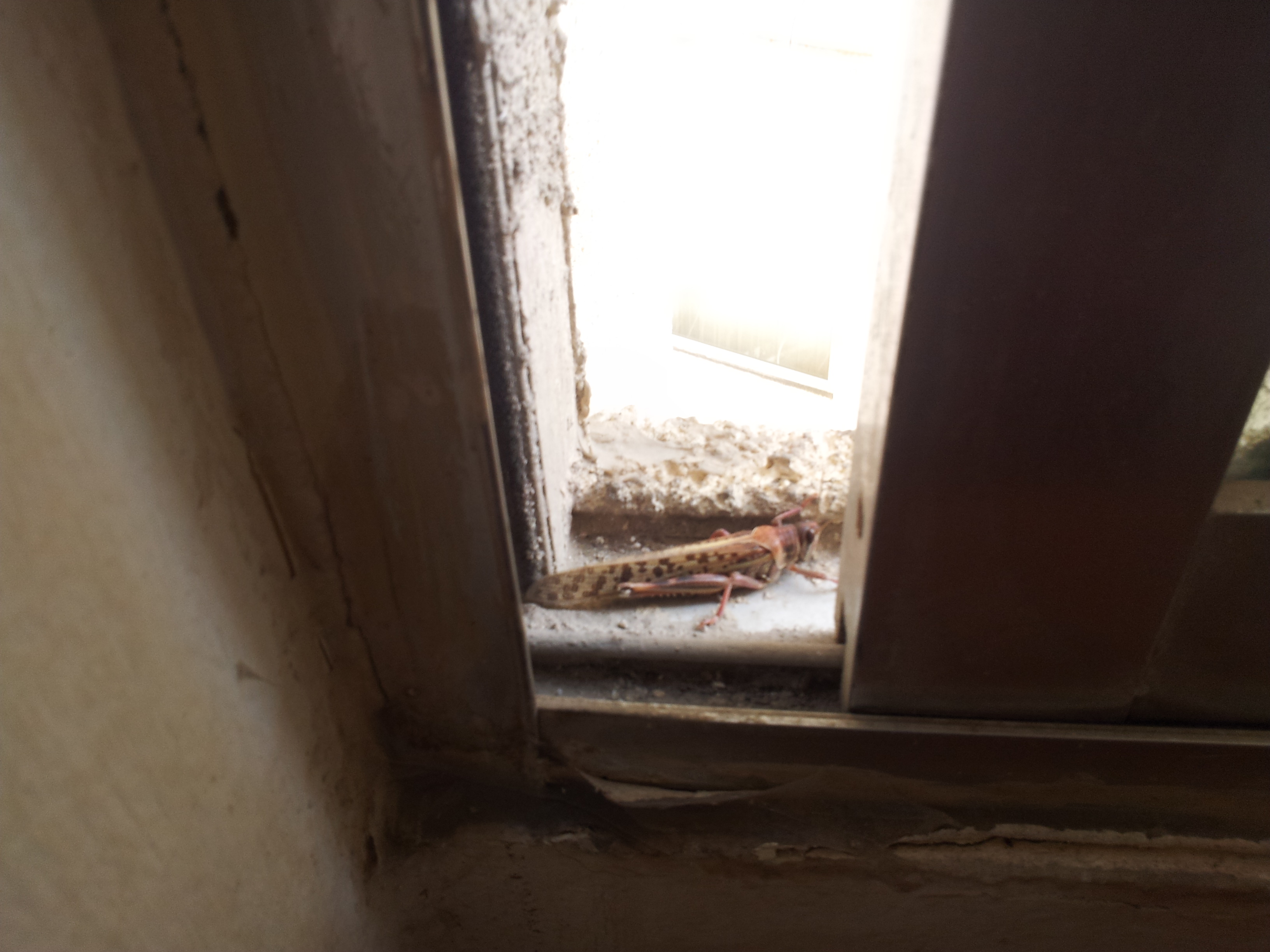 حشرة الجراد على إحدى نوافذ المكاتب في النبطية