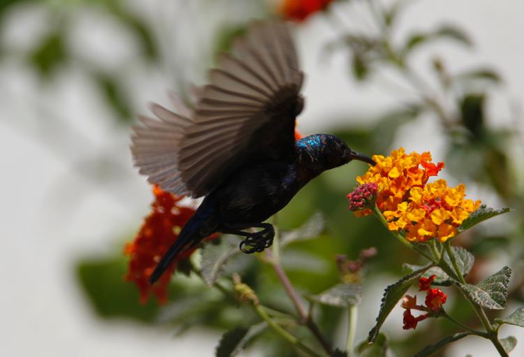 صورة لجمال السعيدي