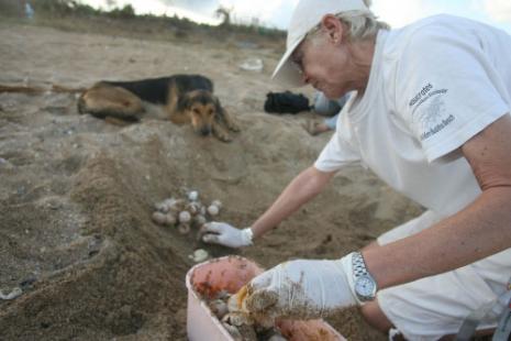 تربي منى خليل السلاحف وحدها منذ 13 عاماً (حسن بحسون)