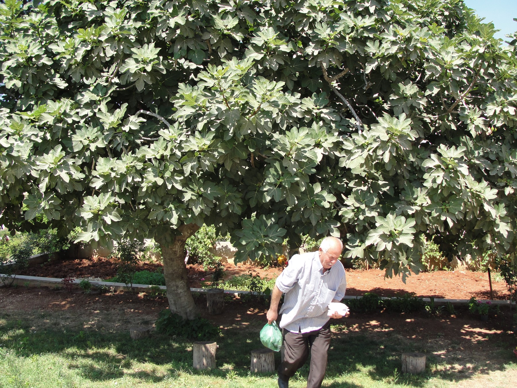 مشتاق للفستق، للتين للبندوره  .. .. مشتاق لبي عاسقيه مشهوره