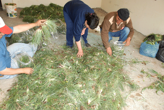 جمع الحشائش البرية .. حكايات في ربوع قرى راشيا