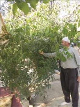 أبو صمصم ونبتته العملاقة (طارق أبو حمدان)