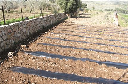 تحضير حقل للزراعات البديلة جنوباً (طارق أبو حمدان)