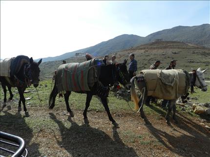 قافلة بغال عند معبر جبل الشيخ باتجاه سوريا (طارق أبو حمدان)
