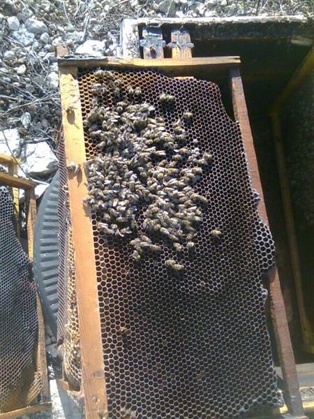 نفق جراء الصقيع والأمراض بين 55 و65 في المئة من نحل مرجعيون والجوار (طارق ابو حمدان)