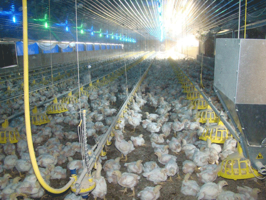  تربية الدواجن تتضاعف حاصبيا والعرقوب وسعر الفروج يحلّق مع توافد النازحين السوريين