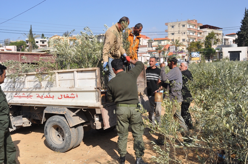 وزارة الزراعة توزع نصوب الزيتون والخروب على البلديات في الجنوب
