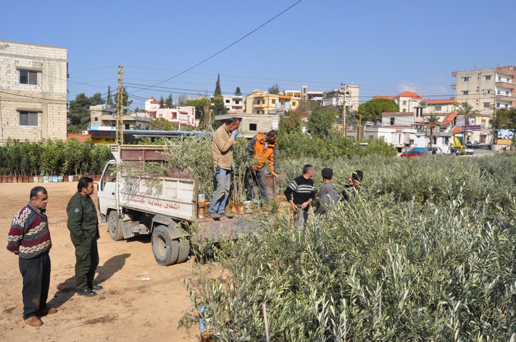 وزارة الزراعة توزع نصوب الزيتون والخروب على البلديات في الجنوب