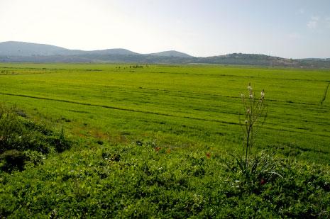 إنتاج السهل تدنّى إلى 31% من إمكانياته بسبب الاحتلال والاعتداءات الإسرائيلية (أرشيف)