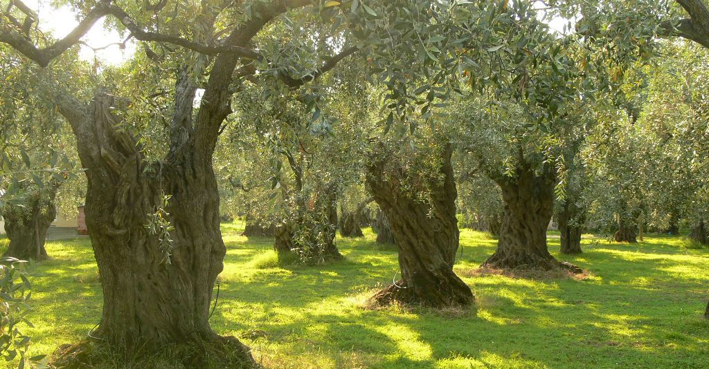 تراجع المحصول يعود للتقلبات المناخية بين برد وحر وتراجع في نسبة المتساقطات، ما أدى الى كثرة الفطريات أيضا التي ادت الى تراجع الموسم بهذا 