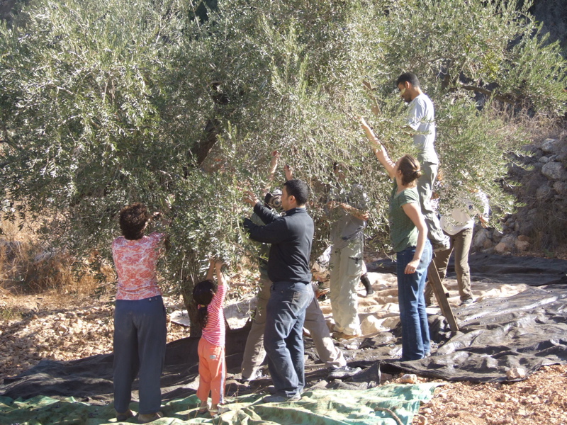 يشكل الزيتون مصدر رزق للكثير من العائلات التي تستخدم لقطاف الزيتون، إذ يتراوح أجر العامل بين 30 و50 الف ليرة وذلك كل حسب خبرته