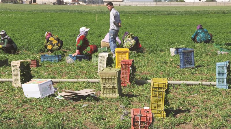 حصة الزراعة حوالي 16 في المئة من القروض (سامر الحسيني)