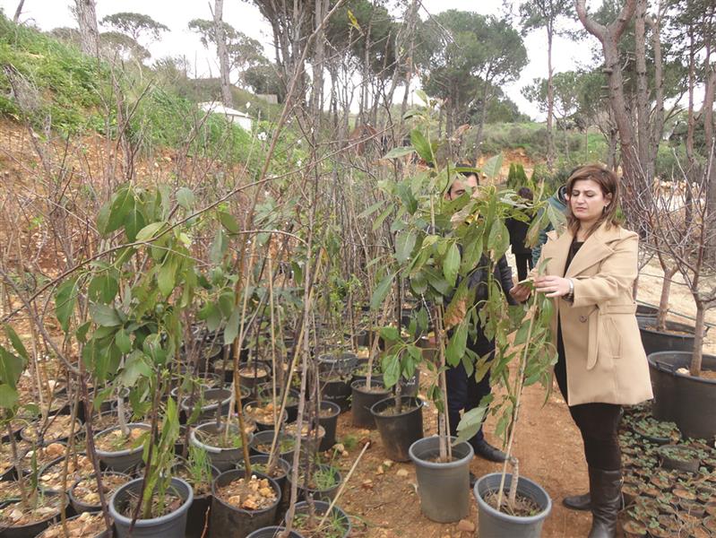 المهندسة الزراعية جنان أبو سعيد: نجحت زراعة «الأفوكادو Avocado» ولا سيما في المناطق التي يتراوح ارتفاعها بين 600 و1000 متر عن سطح البحر 	(أنور ضو)