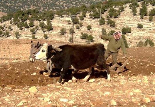 أحد فلاحي قرية سحماتا كان يملك ثوراً للحراثه، وفي احد الايام فقده، سأل عنه وجال  كثيرأً في المحيط القريب  والقرى البعيدة فلم يعثر عليه