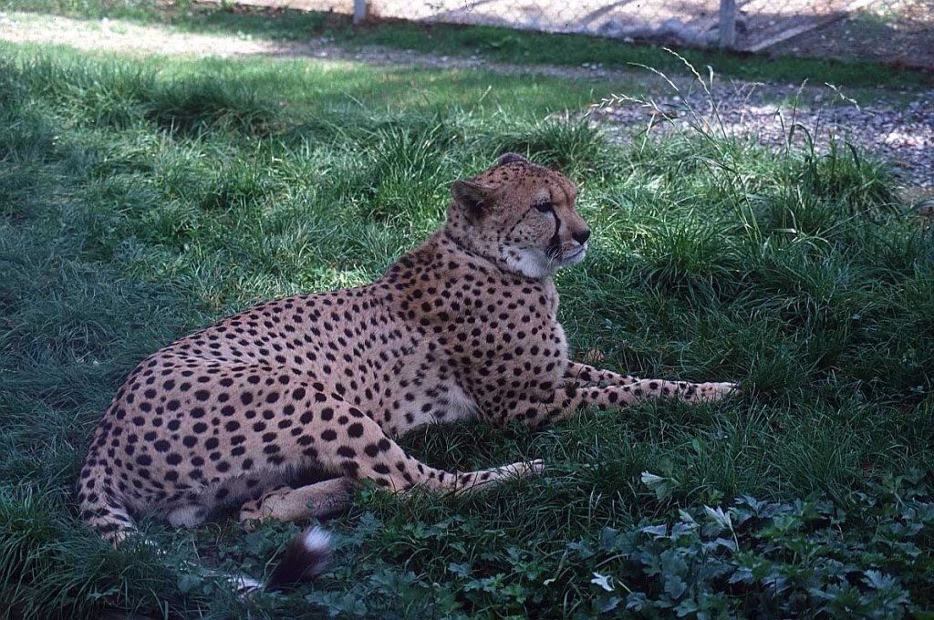 زادت كرامة الشيخ اكثر واكثر في اعين الجميع، ورجع الشباب الى القريه يقولون على مسمع من الناس:  \