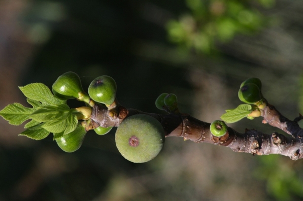 مواسم شباط المبكرة..  ظاهرة غير مسبوقة يشهدها لبنان في ظل التغير المناخي