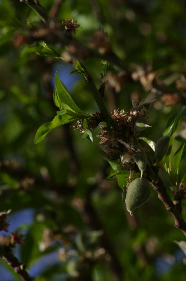 مواسم شباط المبكرة..  ظاهرة غير مسبوقة يشهدها لبنان في ظل التغير المناخي