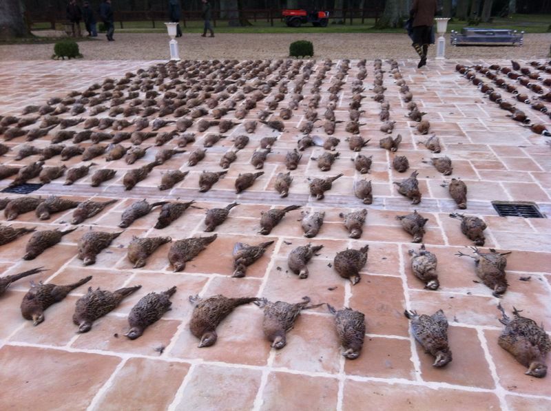 رحلة صيد طيور لبنانية -  فرنسية