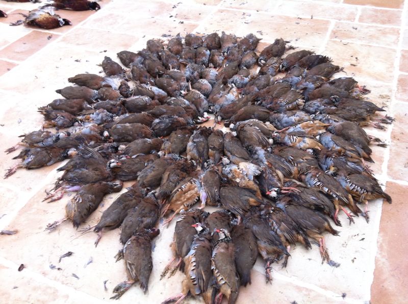 رحلة صيد طيور لبنانية -  فرنسية