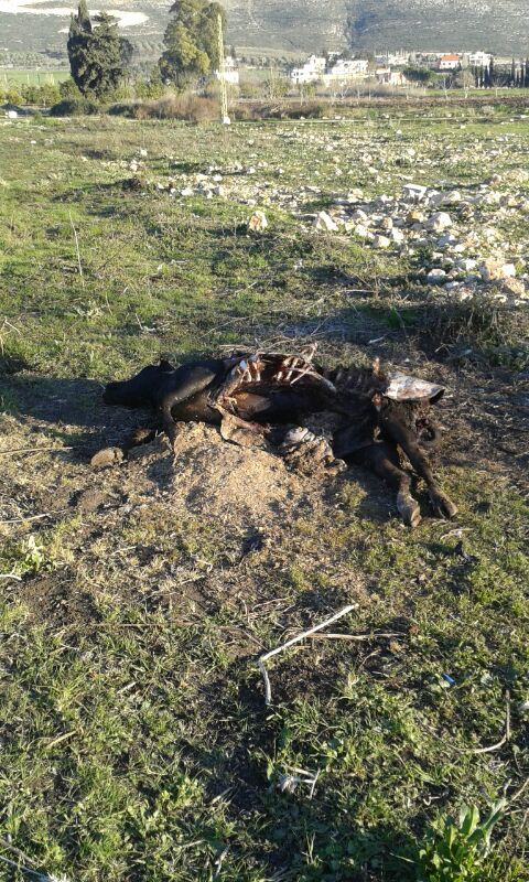 جريمة بيئية ضحيتها أرض مرج الخيام