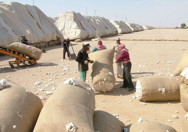 القطن السوري أو الذهب الأبيض