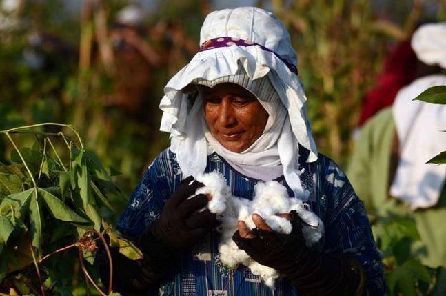 القطن السوري أو الذهب الأبيض