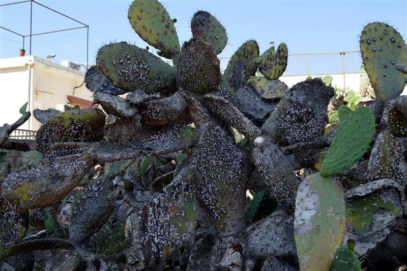 يباس الصبار في النبطية (عدنان طباجة)