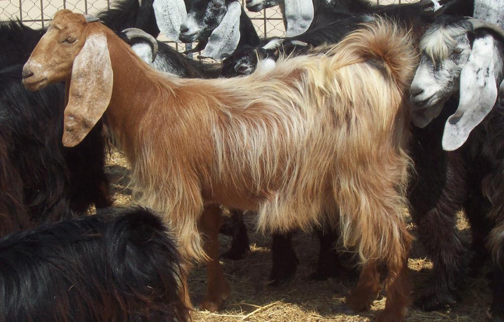 نحن العرب متى ننتزع اعترافا امميا أننا نحن بشرا ولسنا بهائم؟