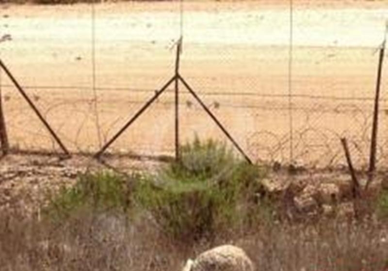 الشريط الشائك المقطوع على الحدود بمحاذاة السياج التقني قبالة عديسة