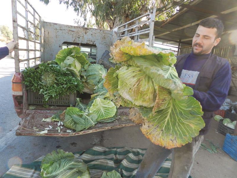 ملفوف تالف في حوض الحاصباني