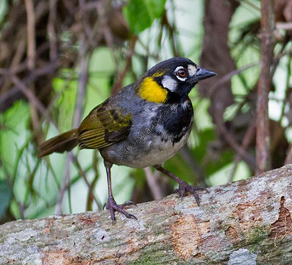 غرَّد عصفور الوادي ومن عِشُّو طَلّْ، والشمس بنورا تفَوِّح نسمات الفلّْ