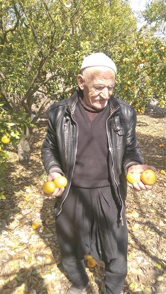 المزارع يوسف الحرفاوي: «إننا نعيش مأسأة زراعية لم نشهد مثيلاً لها» (طارق أبو حمدان)