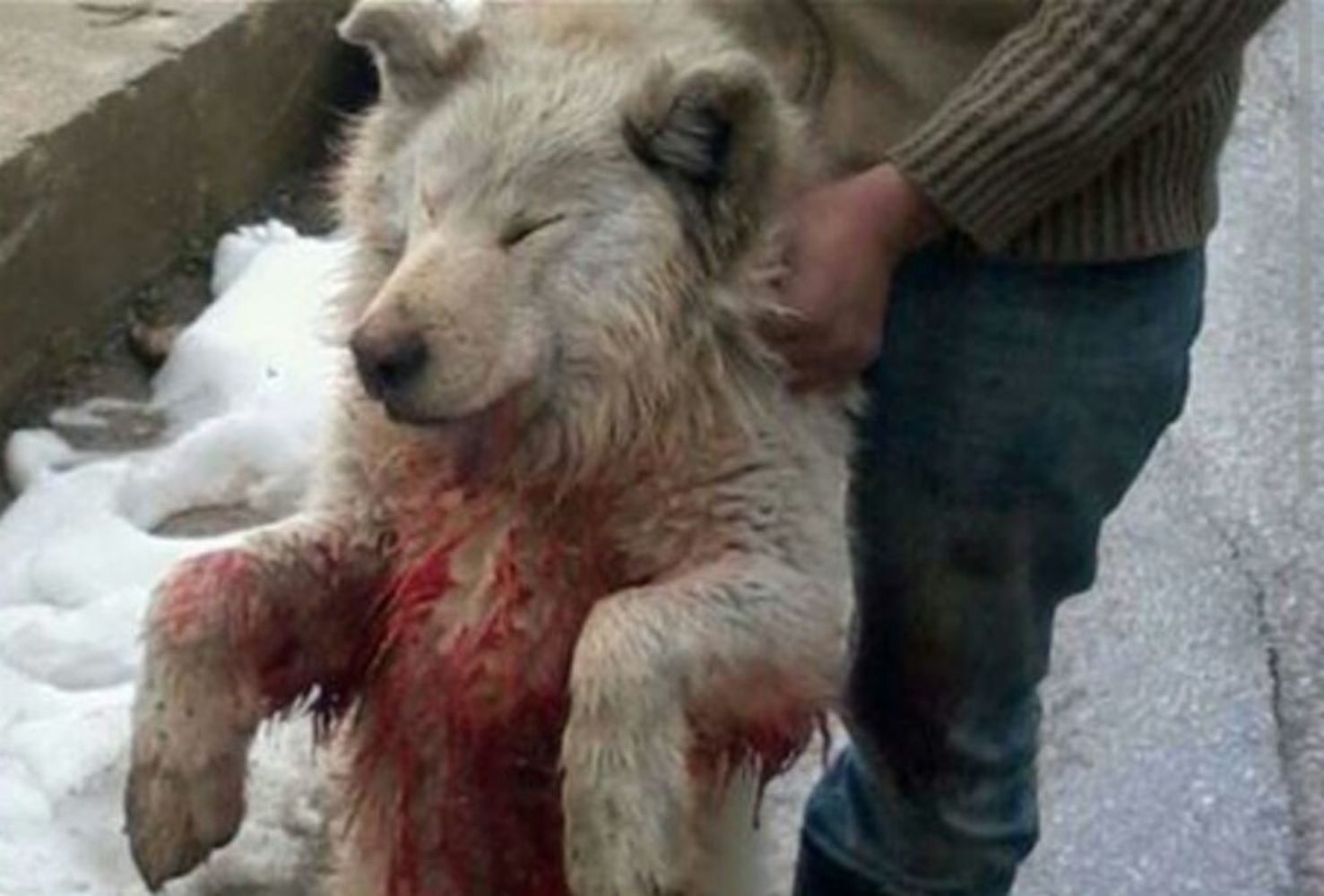 مواطن من شبعا يمسك بالكلب بعد مقتله