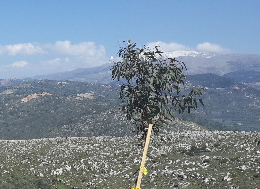 الموقع: وادي قيس - الجلاحية في منطقة كاشفة على جبل الشيخ