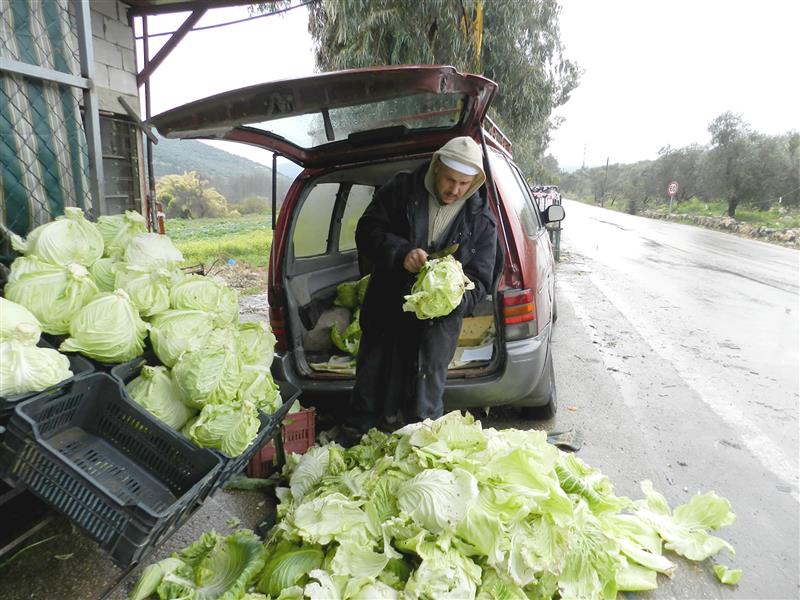ملفوف تالف تحوّل طعاماً للحيوانات (طارق ابو حمدان)