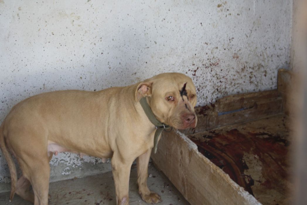 الكلبة التي هاجمت مايكل، وهي من نوع \