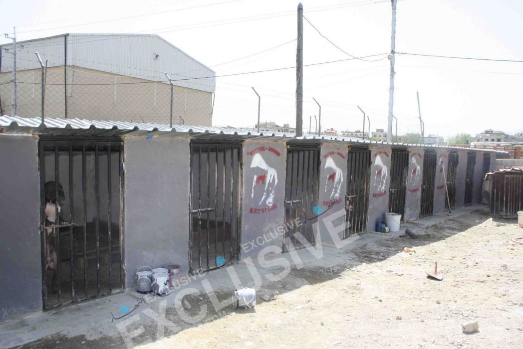 الحادثة العيون على ملف مزارع تربية الكلاب، وغياب القوانين التي ترعاها