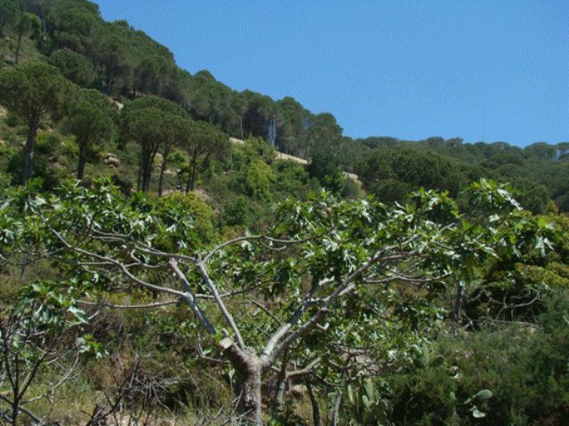 أكثر من ألف دونم من أحراج الصنوبر المثمر والمنتشر عند أطراف بلدة كفرحمام، تتوزع ملكيتها بين البلدية والدولة وابناء البلدة