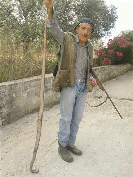 أفعى بطول مترين بعد قتلها (طارق أبو حمدان)