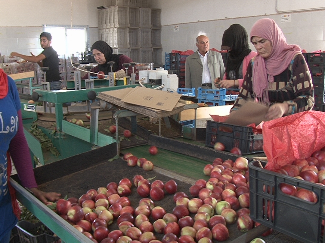 عاملات يعملن في توضيب الفاكهة