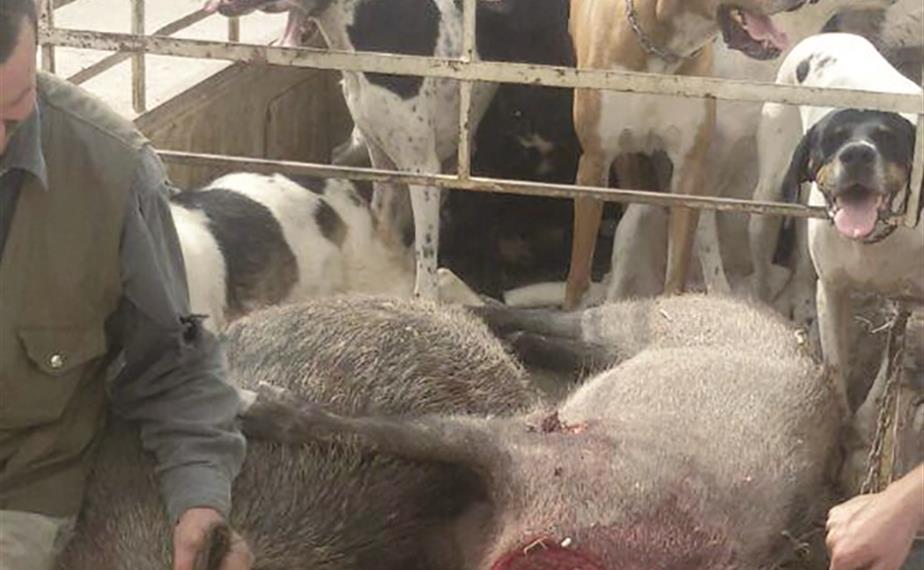 خنازير تمّ اصطيادها في قاطع حاصبيا (طارق أبو حمدان)