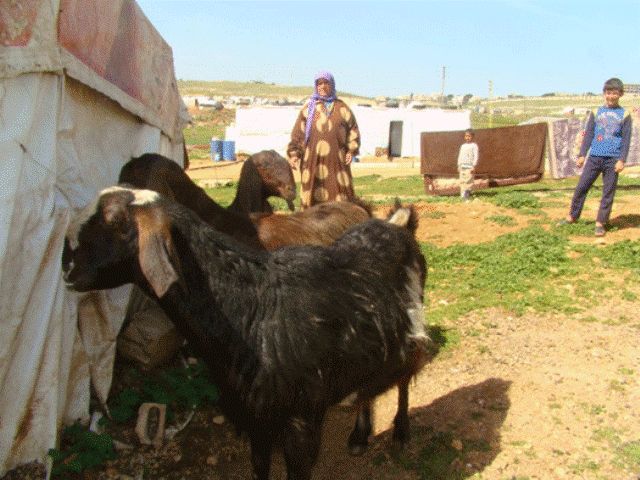 دخلت العائلات السورية النازحة الى مخيم مرج الخوخ في قضاء مرجعيون على خط تربية المواشي بغية تأمين الاكتفاء الذاتي بعدما نفدت المدخرات