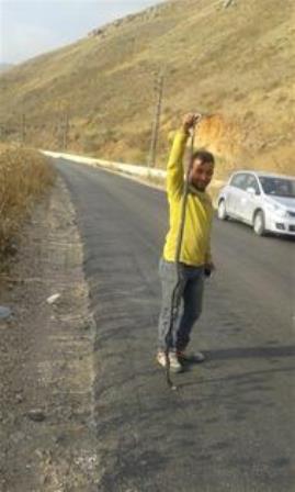 العامل السوري يرفع الأفعى