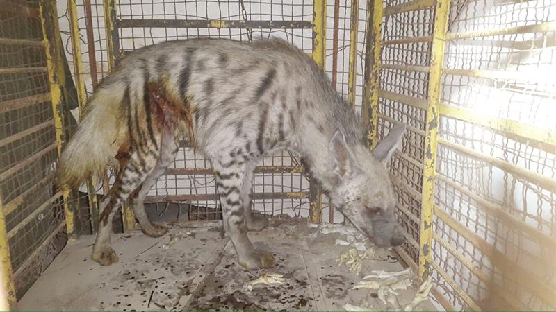 الضبع «بيلا» في فترة العلاج (حسين سعد)